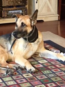 Communicating With Deaf Dogs Image